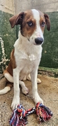 PIPPER Imagen 3